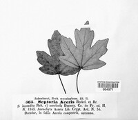 Phloeospora aceris image